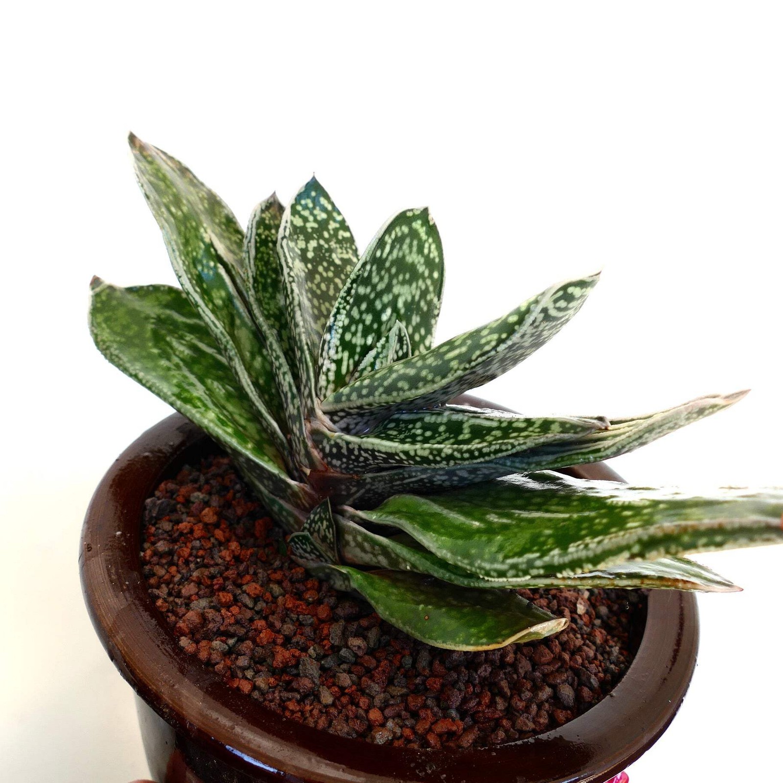 Giant Gasteria cv. MARYLAND ex. N.C.S. – Ox tongue | Lawyer’s tongue