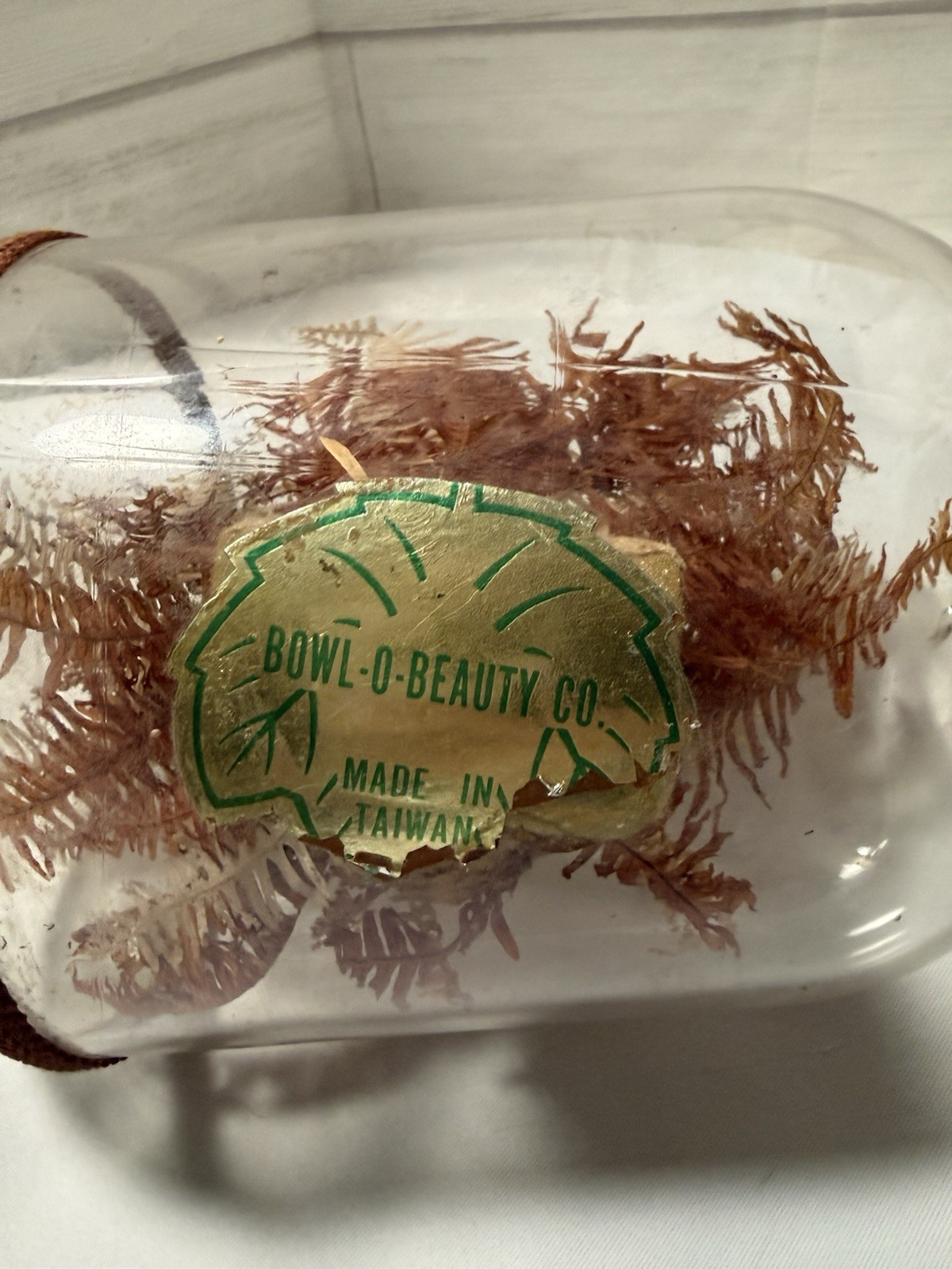 Vintage Bowl O Beauty Plant In A Bottle , Mcm , Brown Floral Made In Thailand