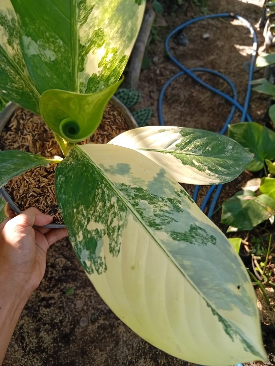 Real Picture Dieffenbachia Big Ben Variegated Medium Size