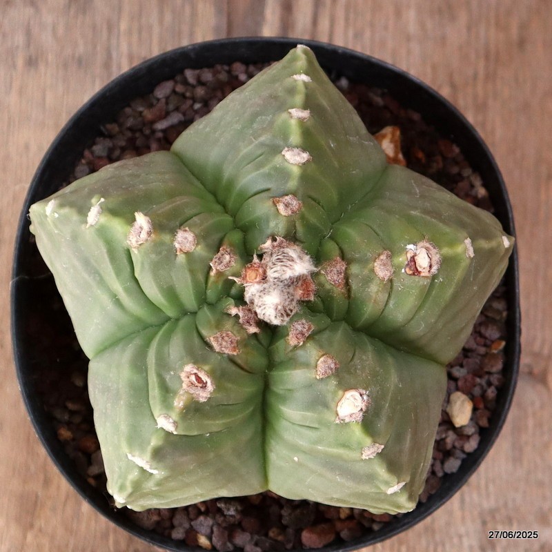 D4923 ASTROPHYTUM MYRIOSTIGMA KIKKO NUDUM pot14-H10-W13 cm MaMa Cactus