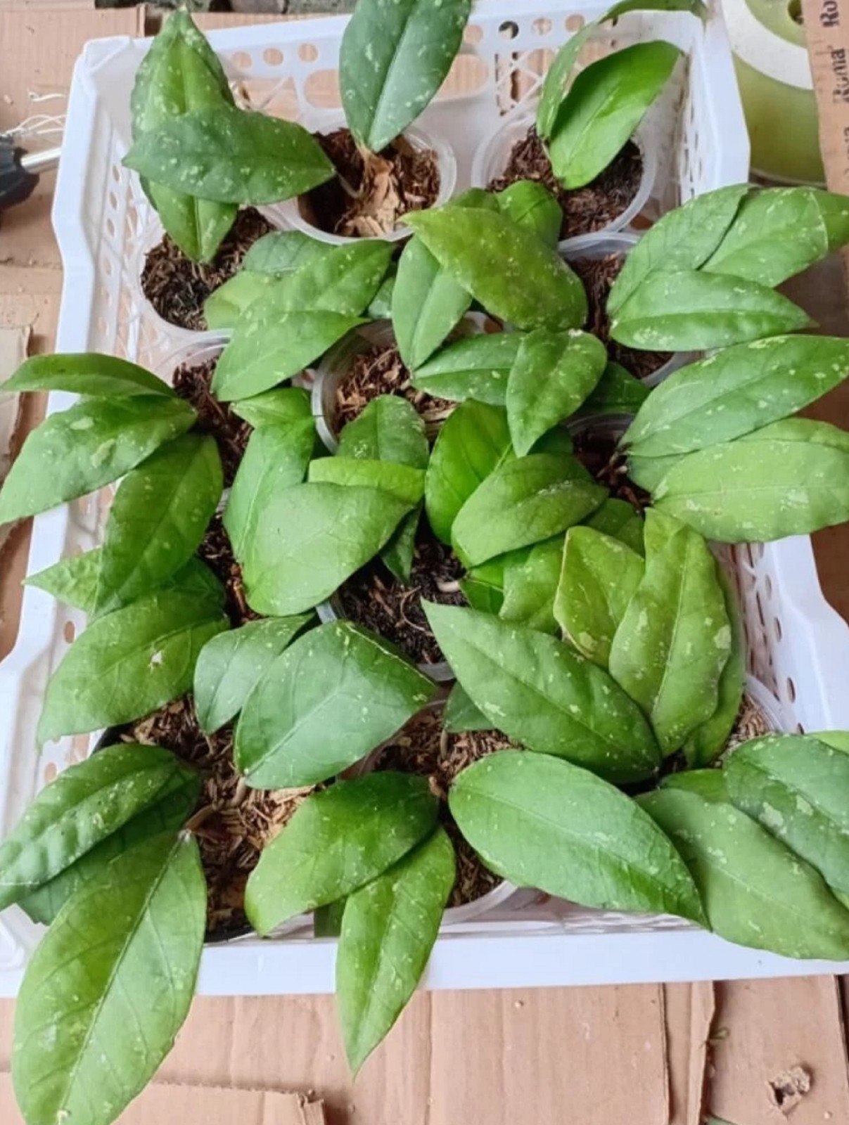 Hoya sp Aceh Rare Hoya Plant Exotic Indonesian Hoya Collector’s