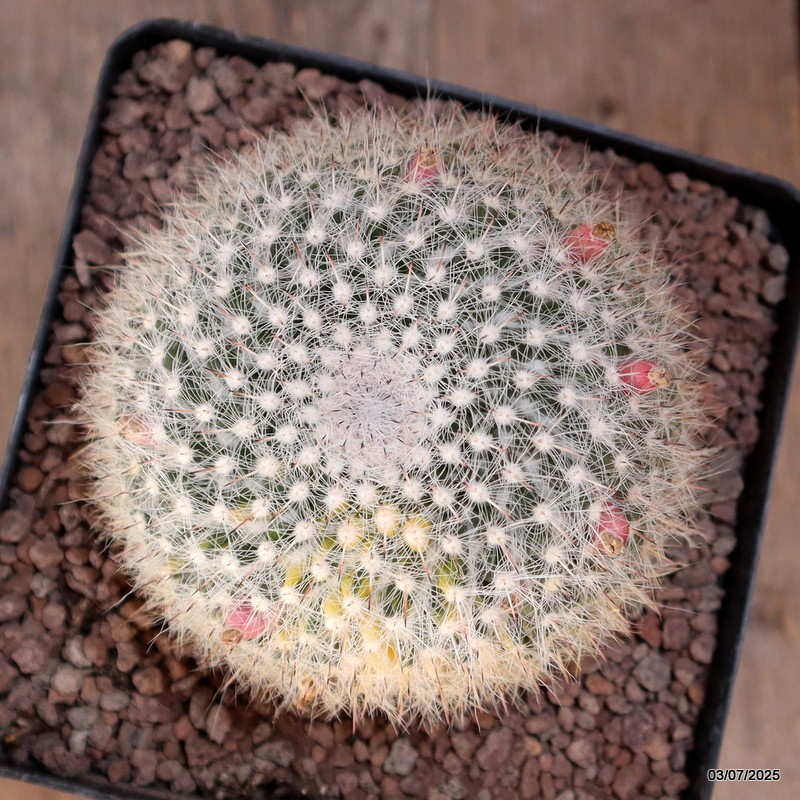 D5056 MAMMILLARIA HANIANA VARIEGATED pot12-H8-W9 cm MaMa Cactus