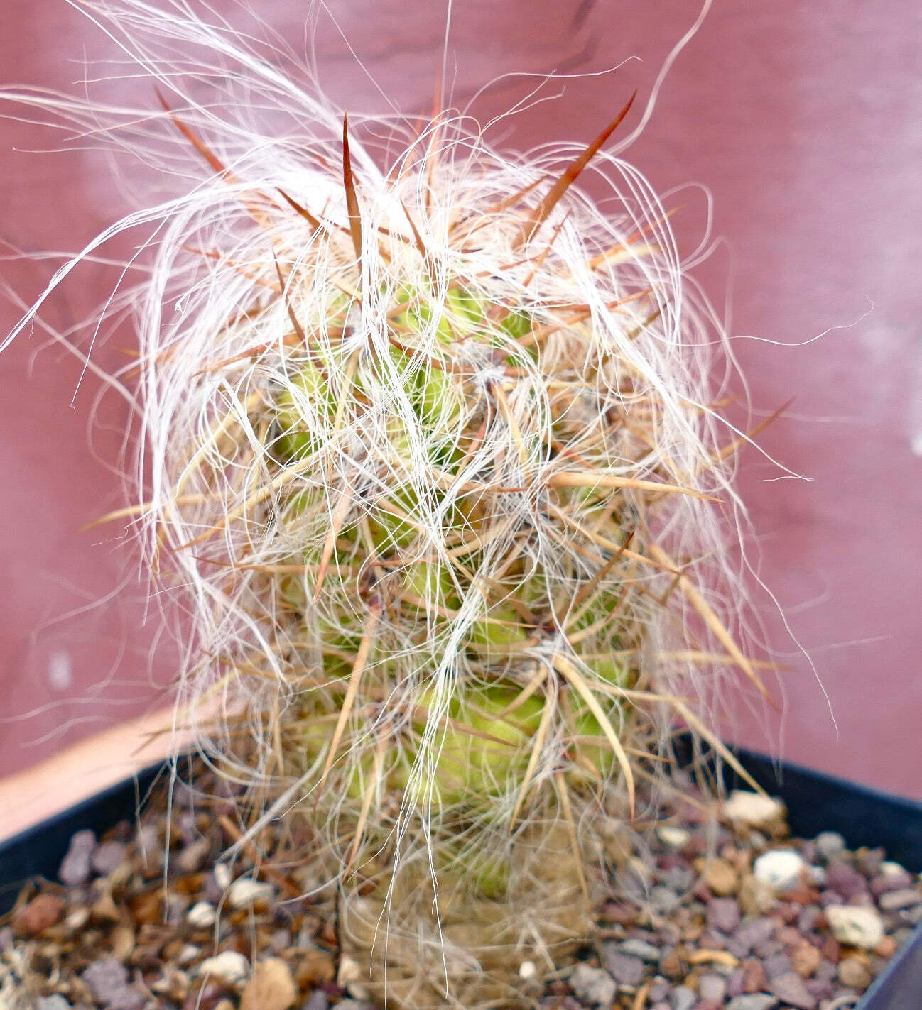Oreocereus celsianus STRONG SPINES –