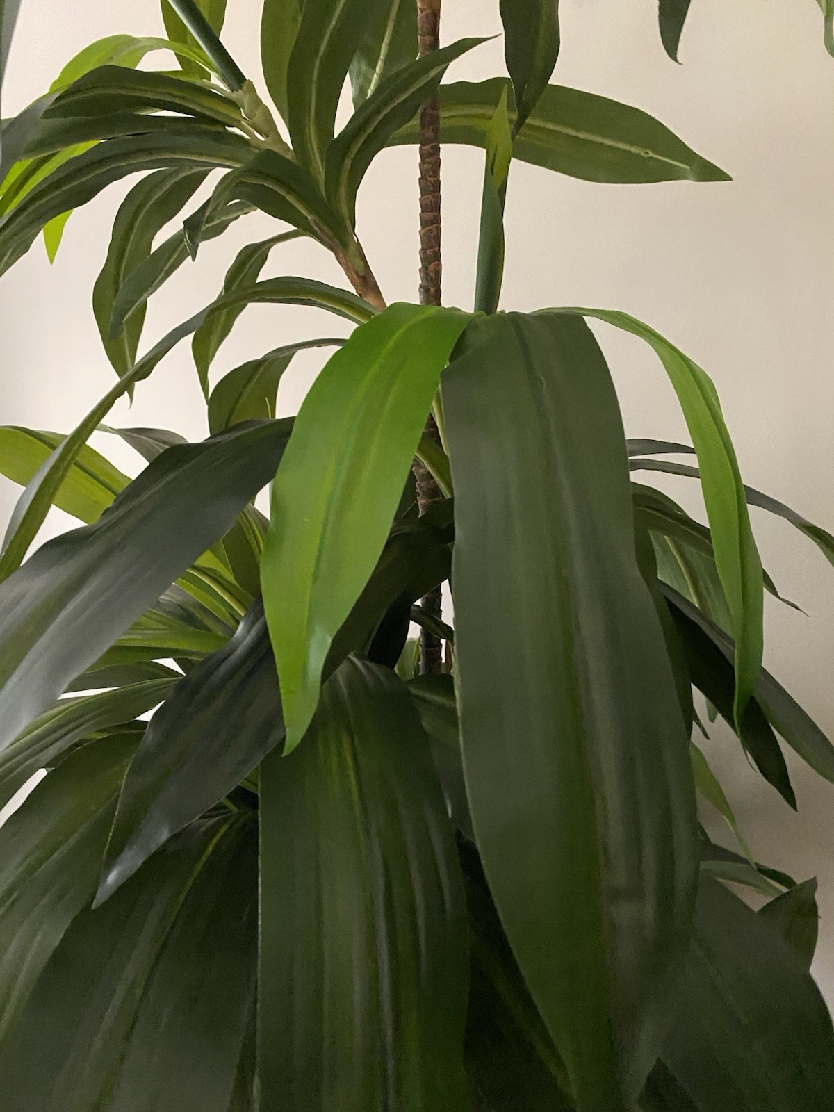 9′ artificial Dracaena tree with real touch leaves item # T4552 Nearly Natural