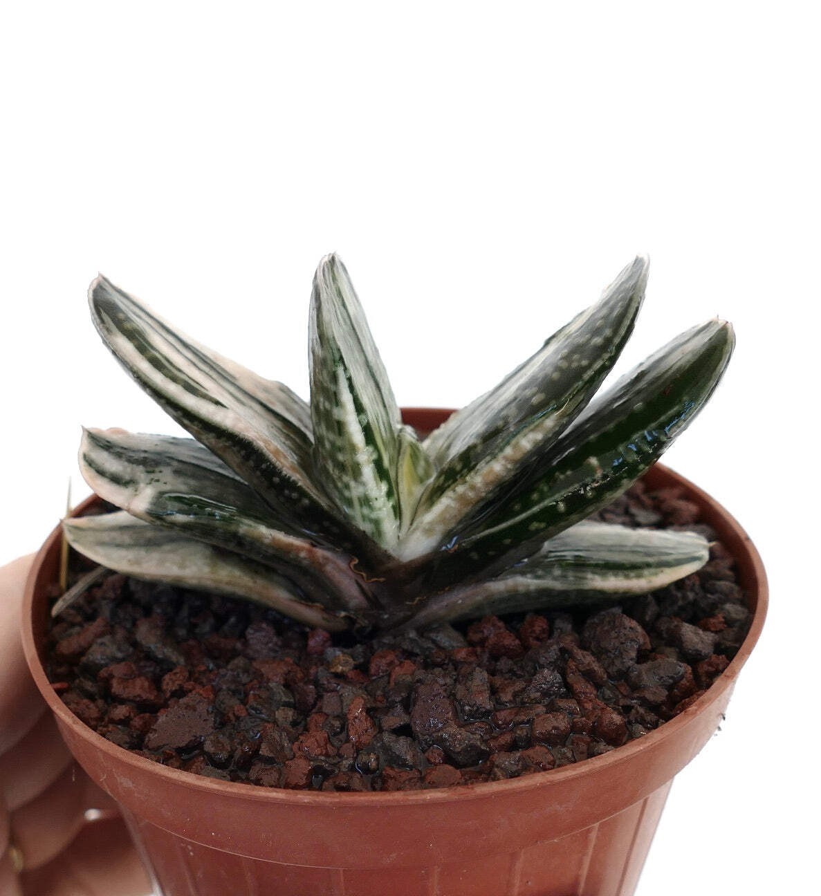 Gasteria cv 風白 GREEN WHITE FORM – Ox tongue | Lawyer’s tongue