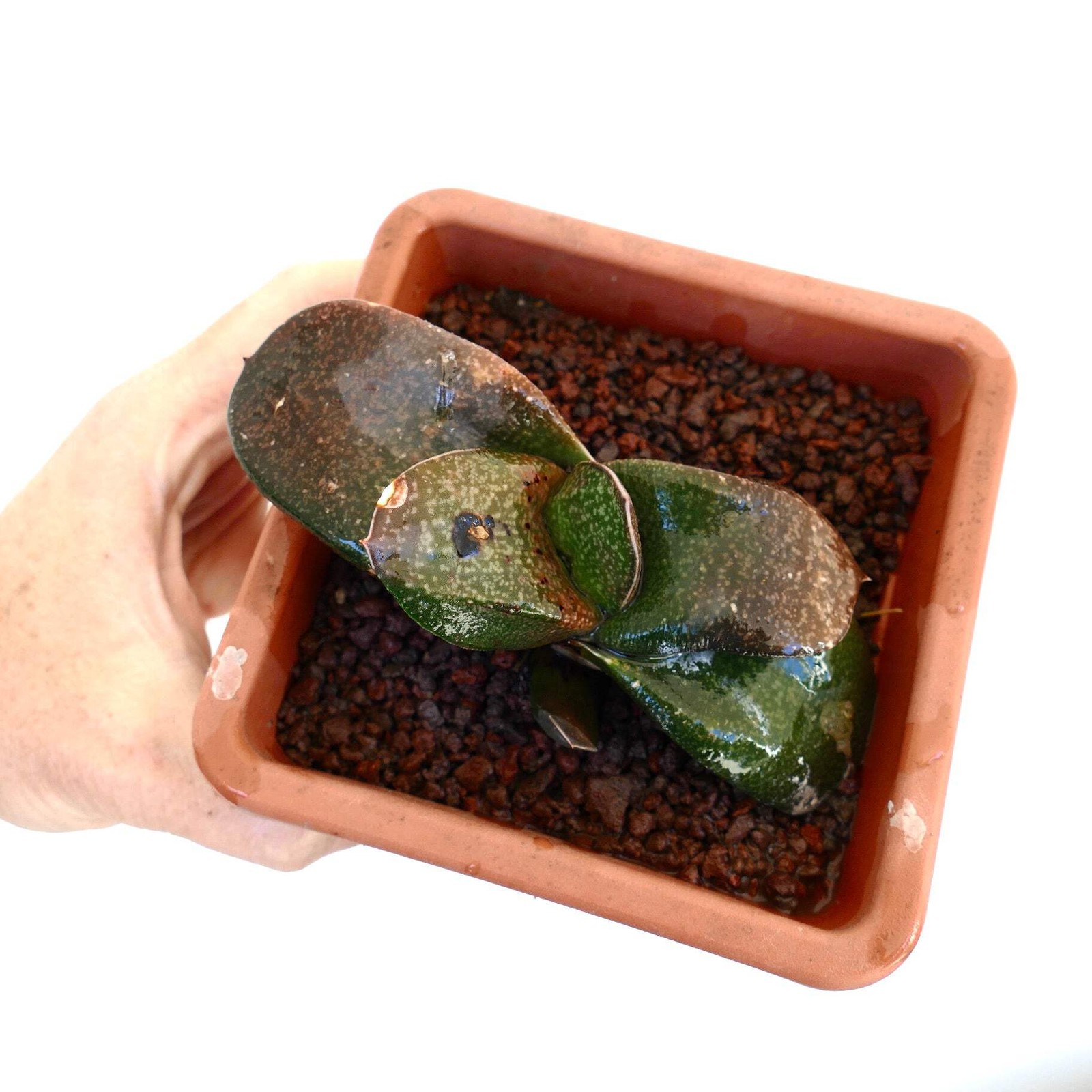 Gasteria armstrongii x batesiana –
