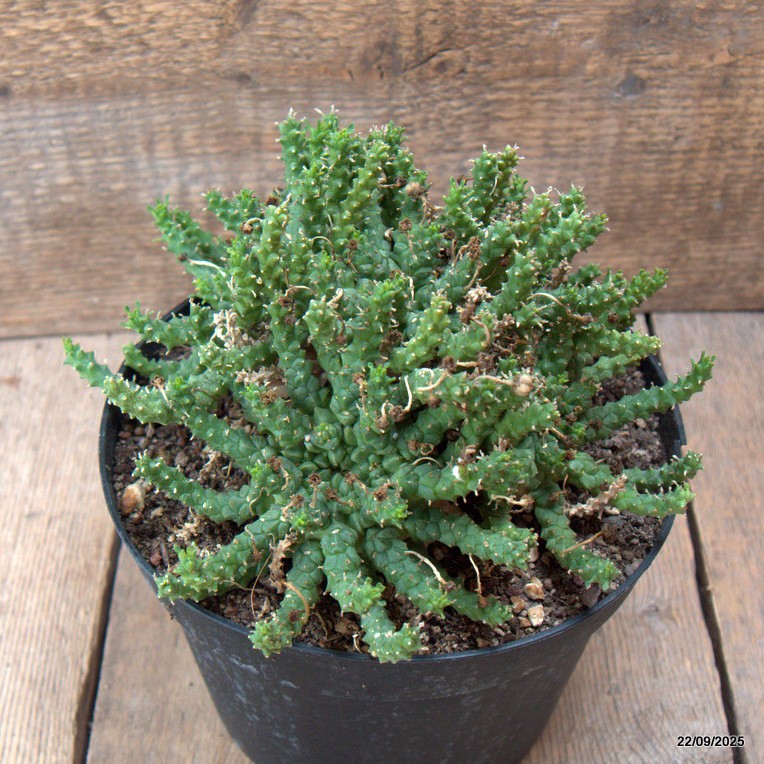 D6535 EUPHORBIA GORGONIS pot18-H13-W22 cm MaMa Cactus