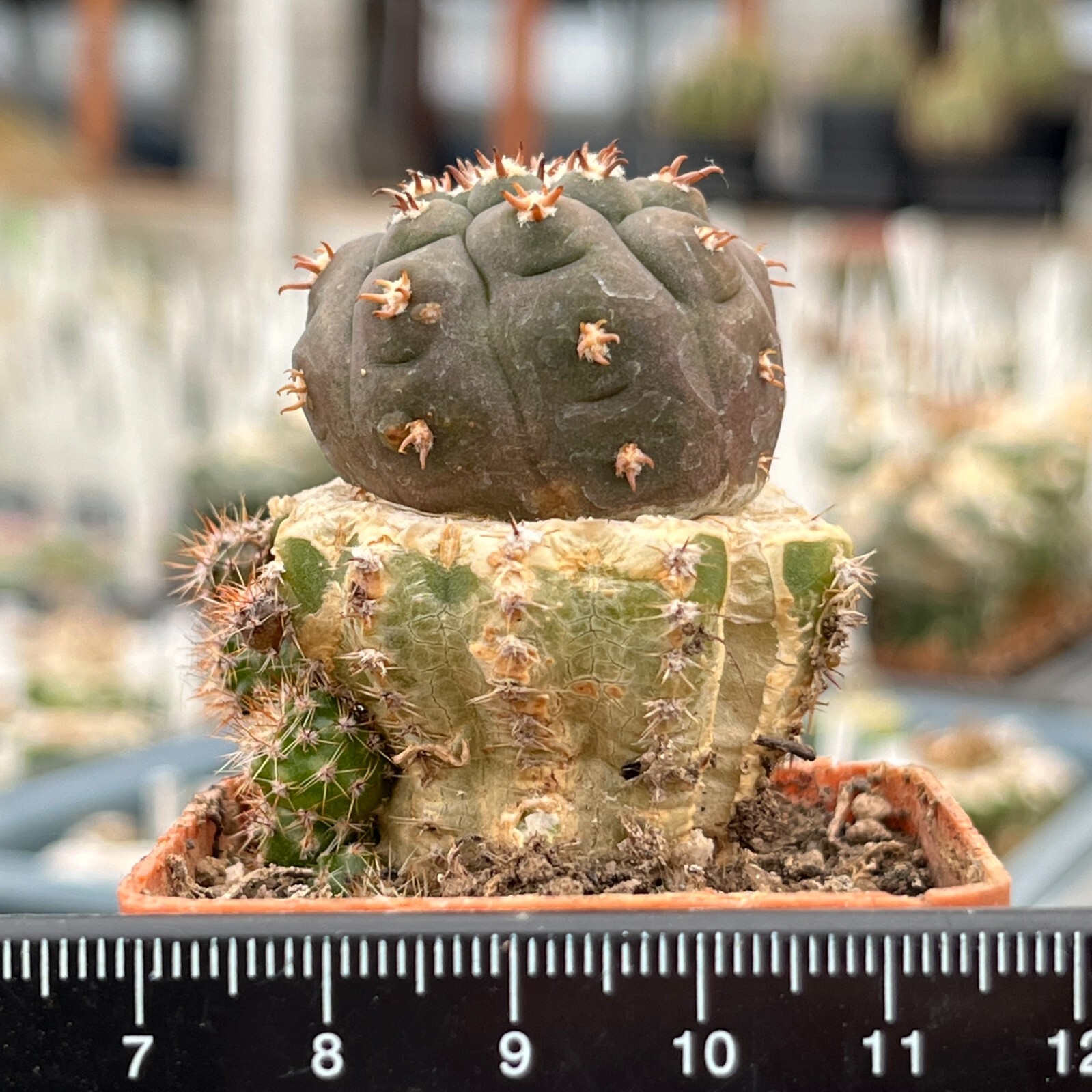 A27-1431. Gymnocalycium spegazzinii v. unguispinum SL-44b (Grafted)