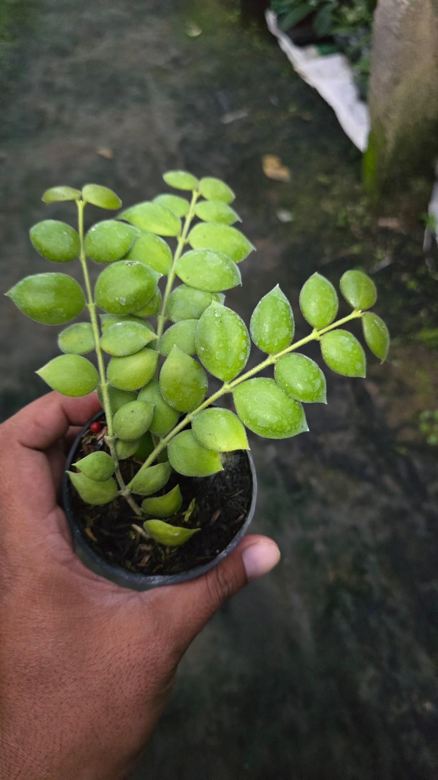 Real Picture Hoya Aeschynanthoides Rare Plant