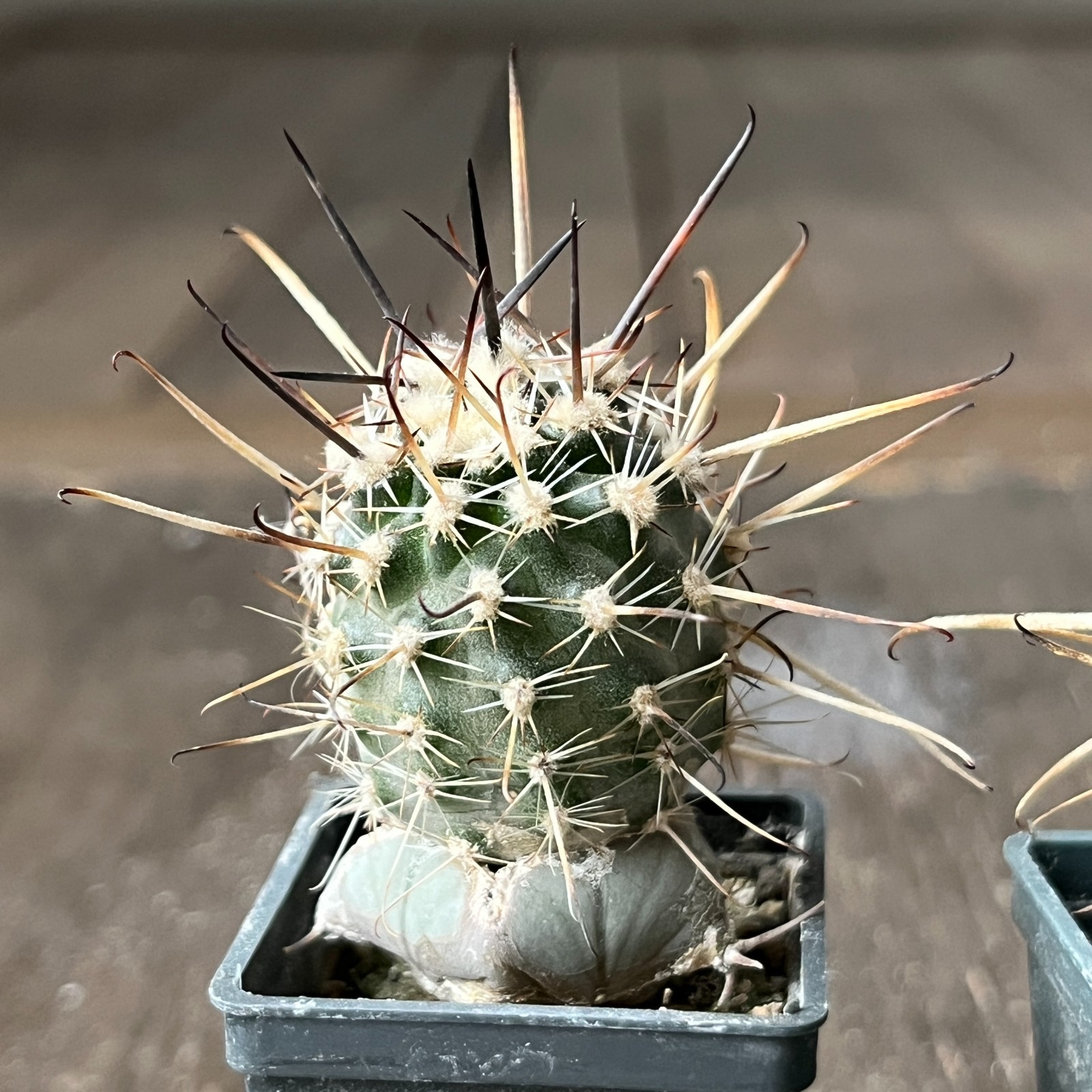 A26-1473 Austrocactus JN 401, 4 pieces, grafted