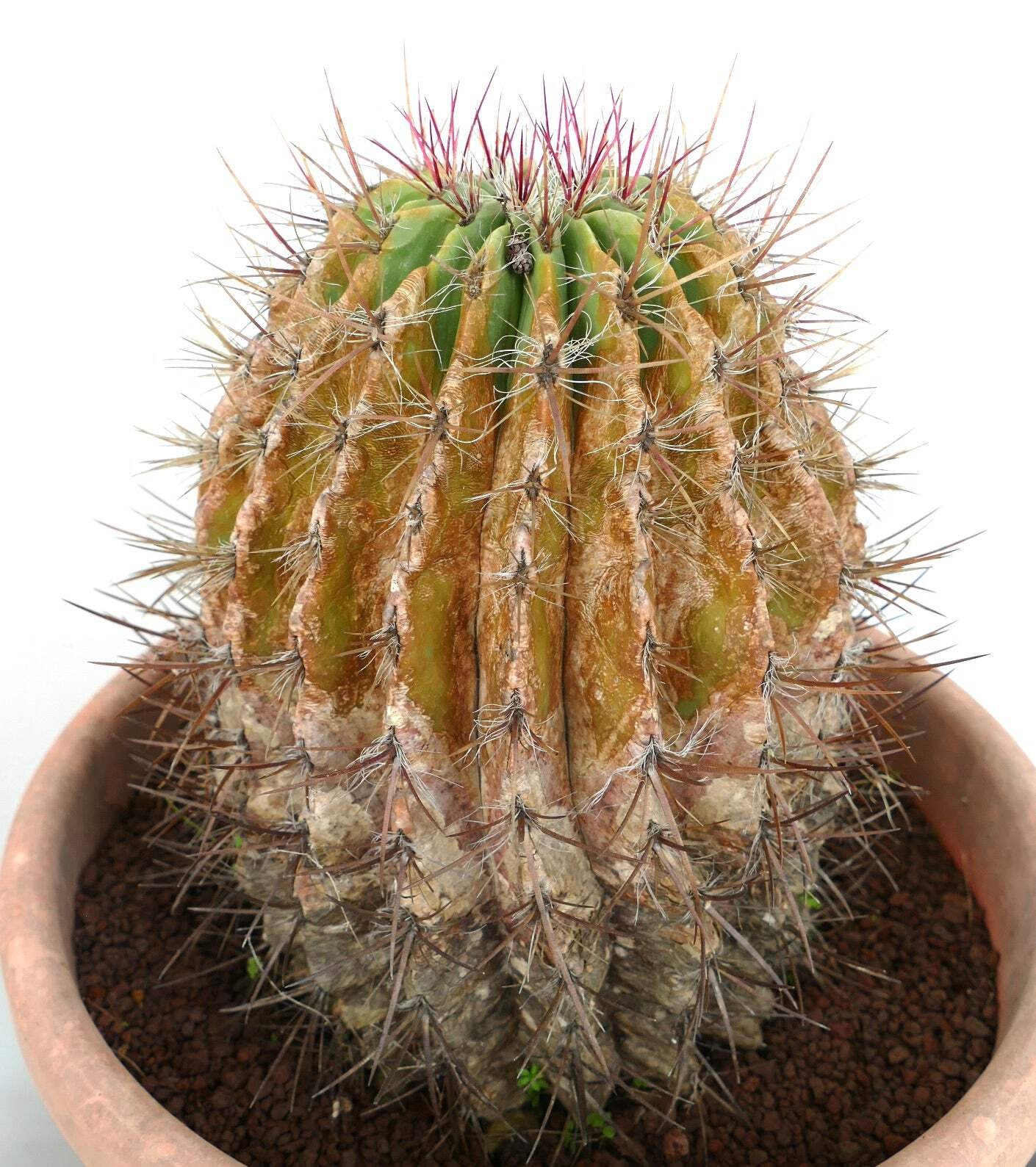 Ferocactus pilosus OLD SPECIMEN 17x24cm – Mexican fire barrel | Red barrel cactu