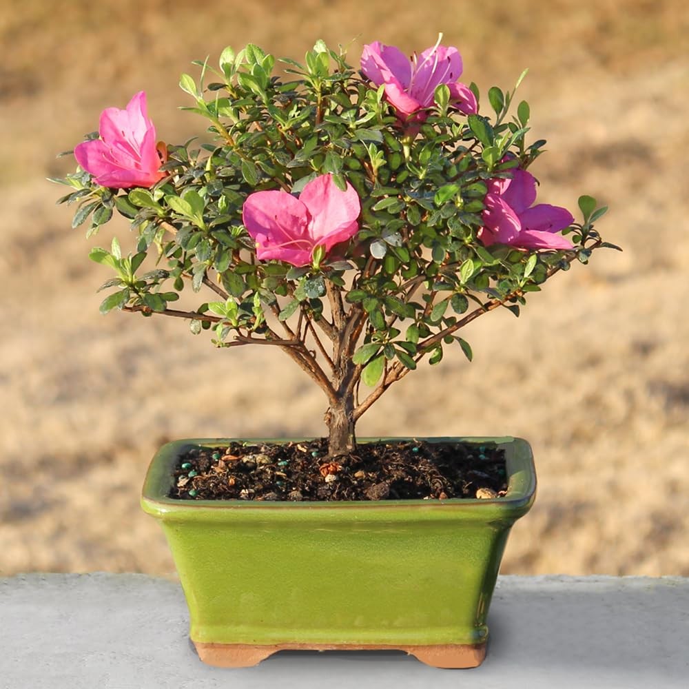 Brussel’s Bonsai – Live Satsuki Azalea Flowering Tree in Small, Green