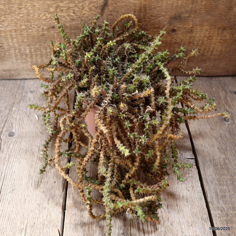 D4552 EUPHORBIA LENEWTONII pot16-H25-W40 cm MaMa Cactus