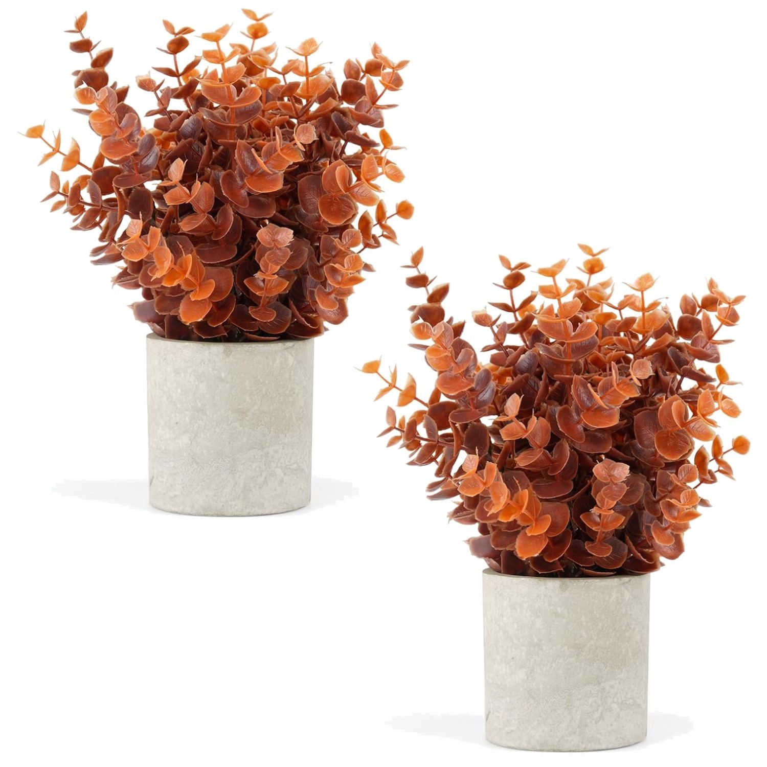 Mini Eucalyptus Plants for Living Room – 2 Pack