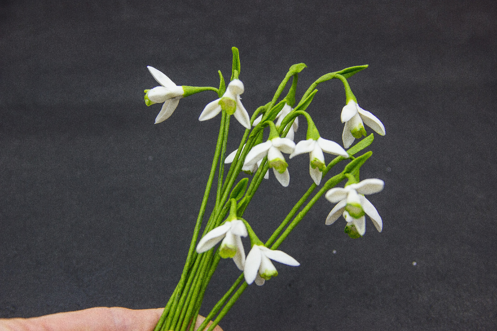 10pcs Snowdrop Flowers Polymer Clay Handmade Flowers Bridal Bouquet Wedding
