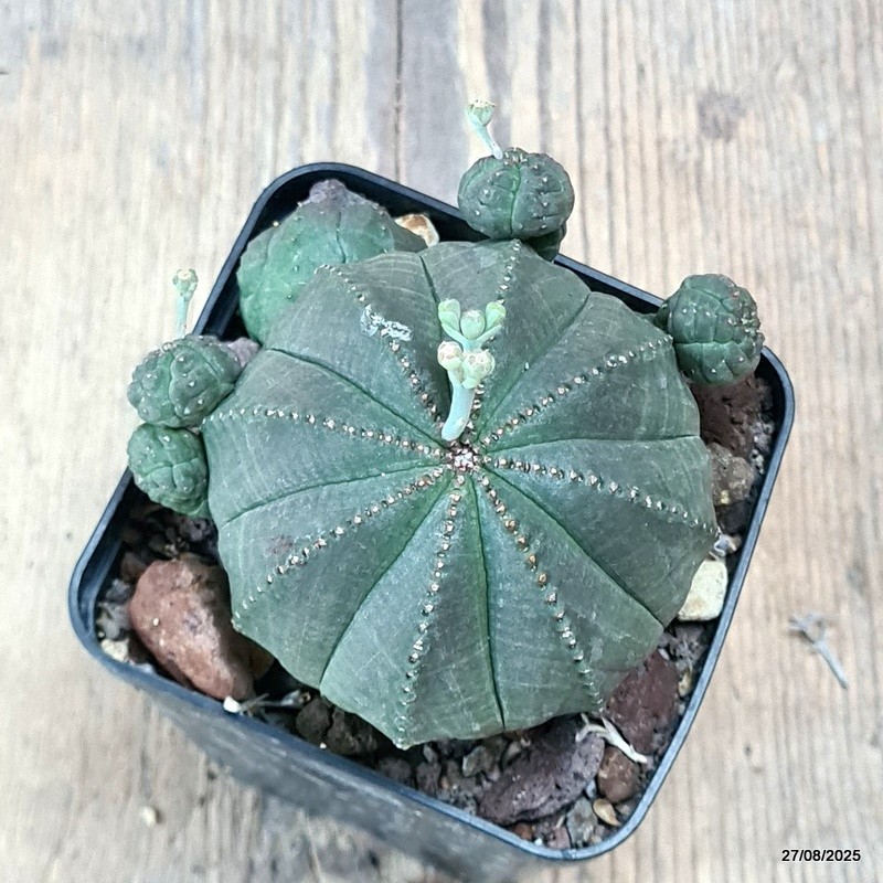 D6199 EUPHORBIA OBESA PROLIFERA pot8-H8-W9 cm MaMa Cactus