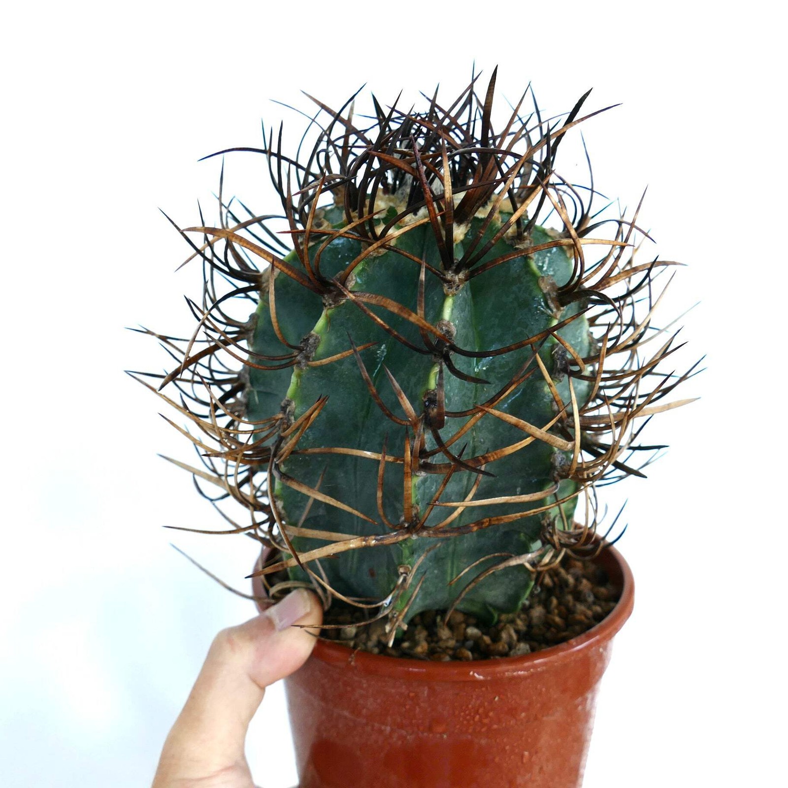 Astrophytum capricorne cv BUFFALO ‘TAIHO-GYOKU’ – Goat’s horn cactus | Star cact