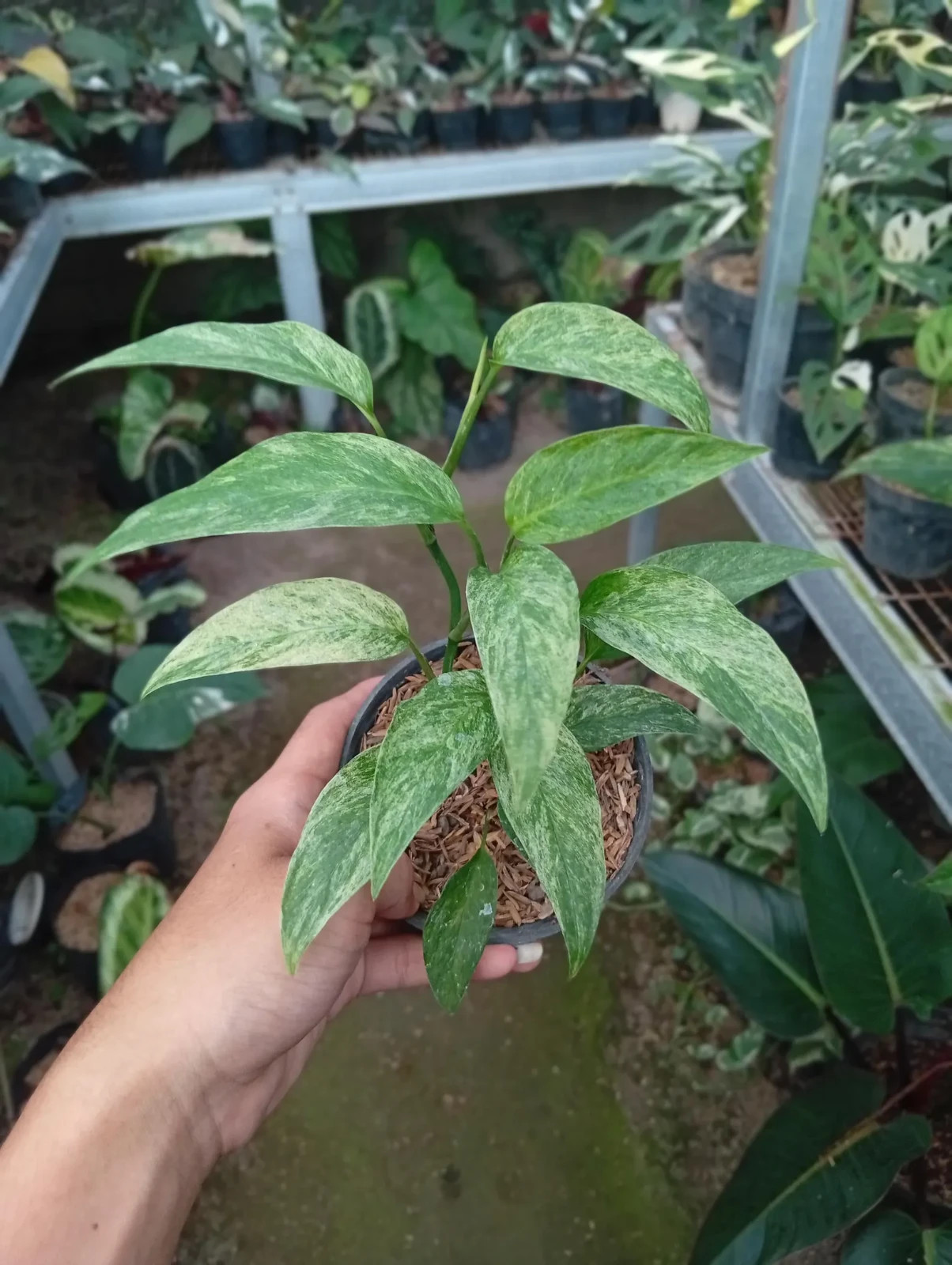 Real Picture Epipremnum Hanoman Mint Variegated Lush Leaves
