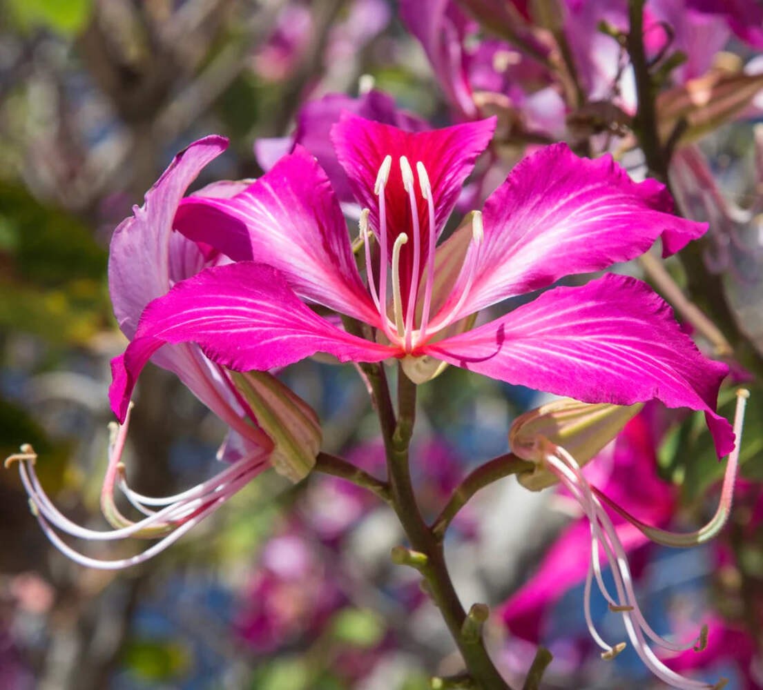 Bauhinia purpurea – Purple orchid tree | Butterfly tree