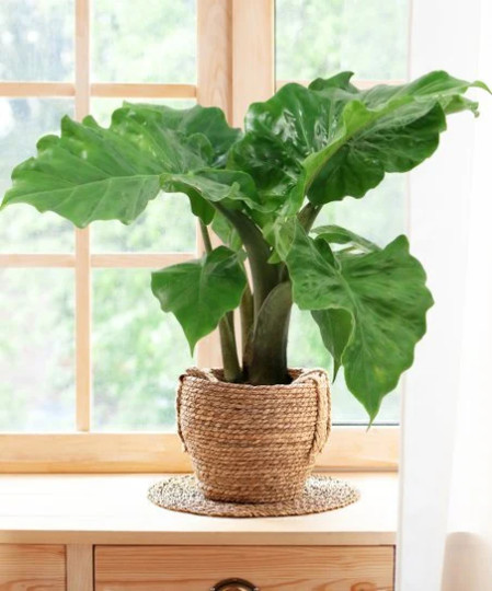 Alocasia Low Rider | Live Tropical Plant 6″ inch Pot | Elephant’s Ear Houseplant