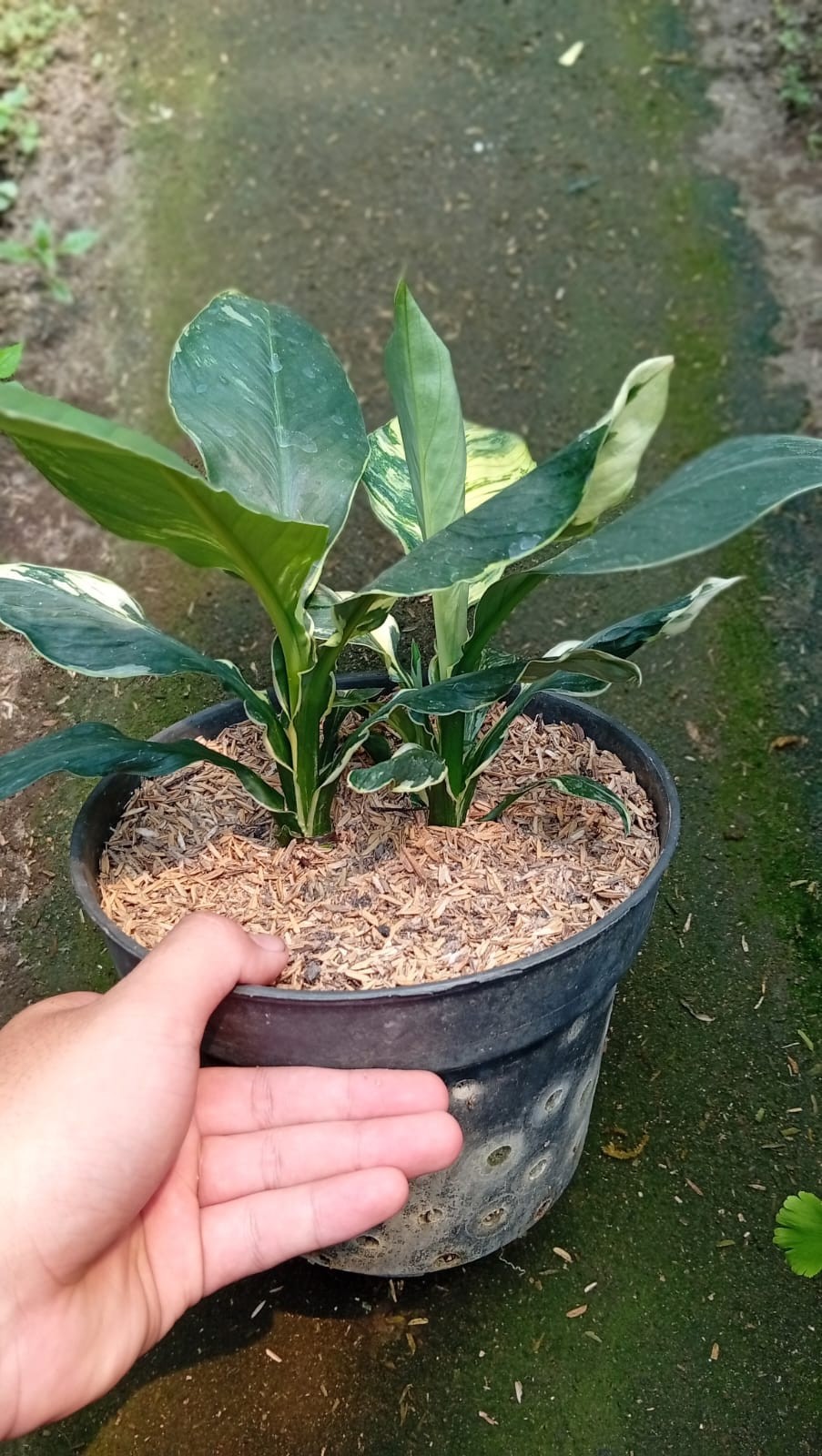 Real Picture Spathiphyllum Sensation White Variegated