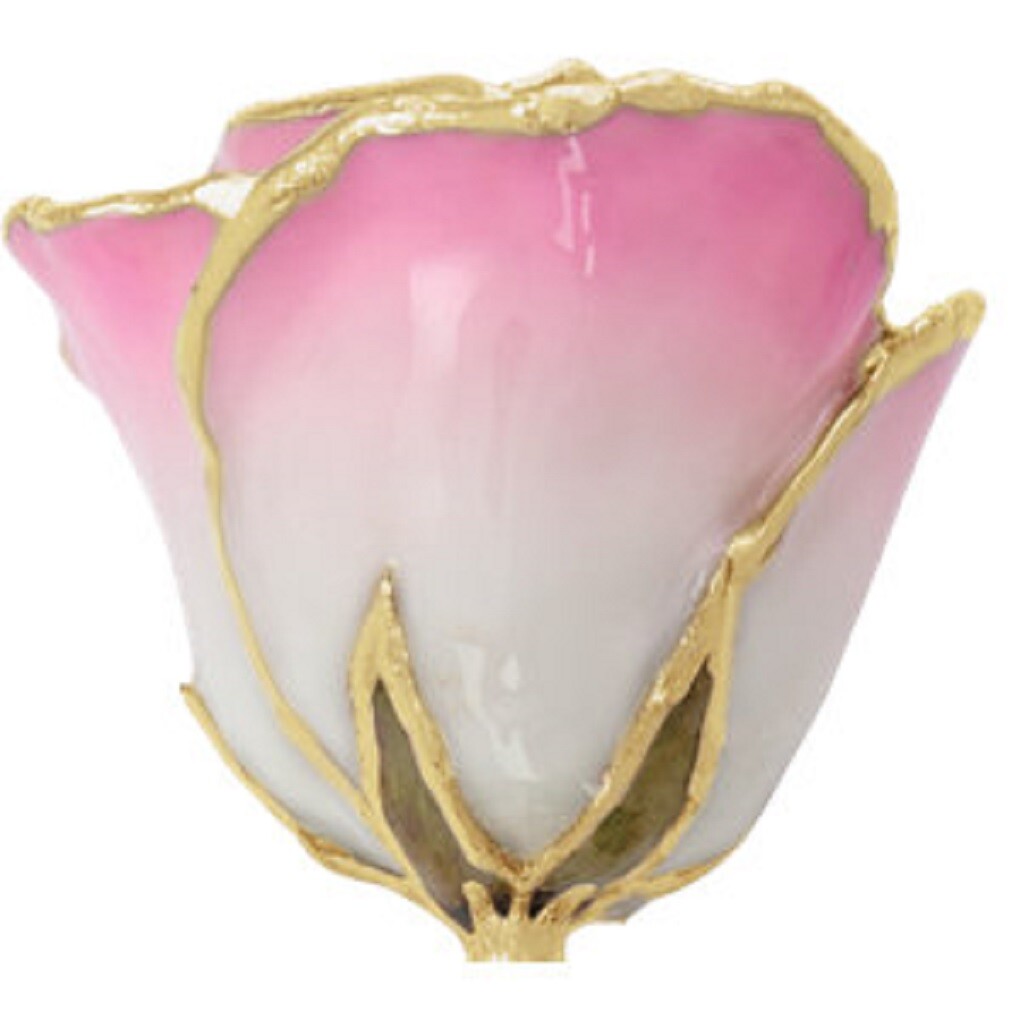 Pink and White Rose 24K Yellow Gold Dipped Lacquered Long Stem Rose 12″