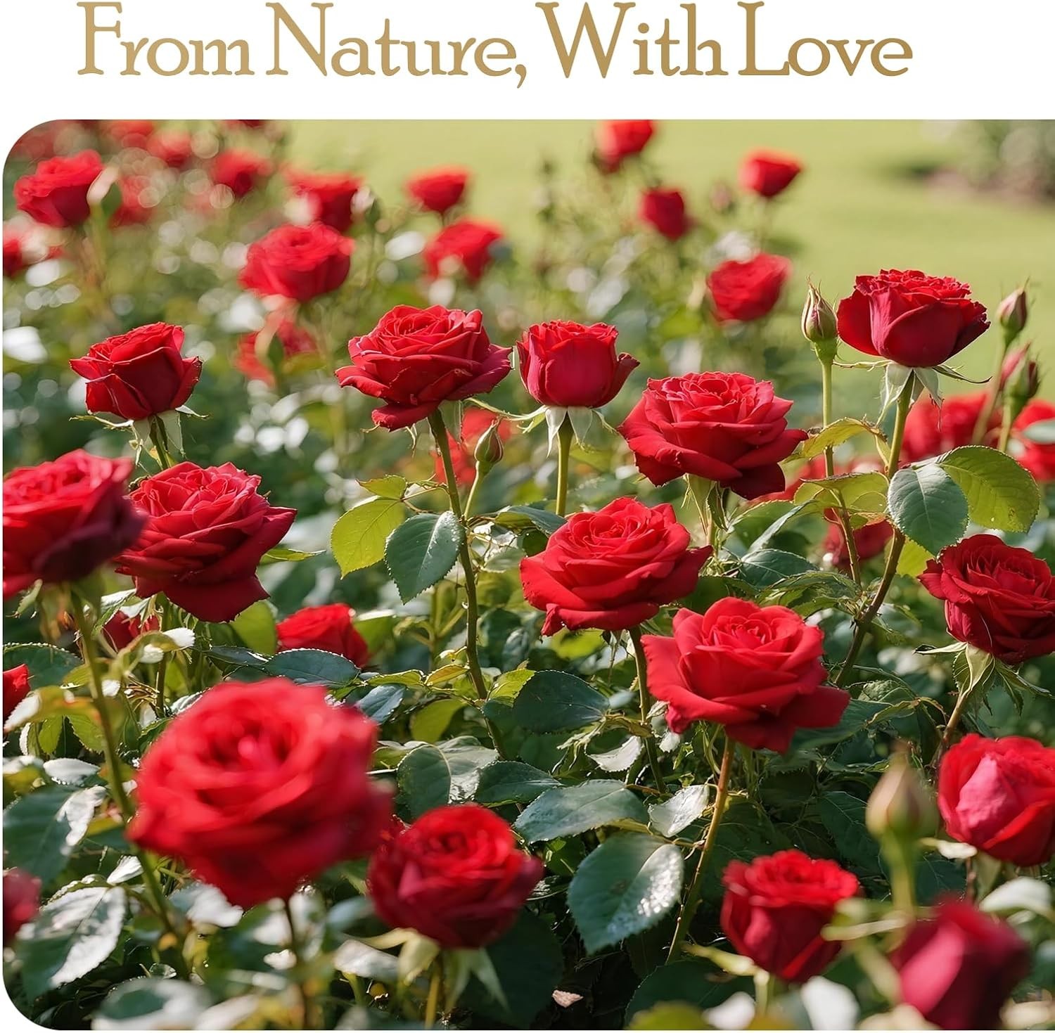 16 Preserved Flowers Rose Birthday Gifts for Women Her Mom Wife Girlfriend Grand