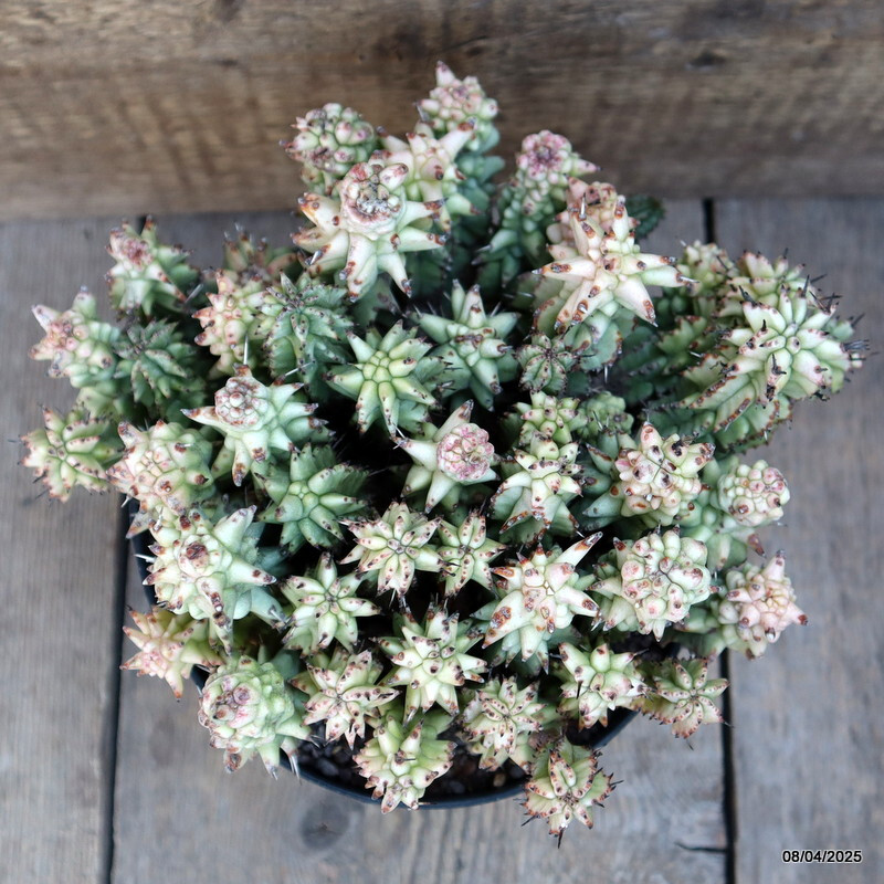 A8500 EUPHORBIA HORRIDA MONSTER pot18-H17-W26 cm MaMa Cactus