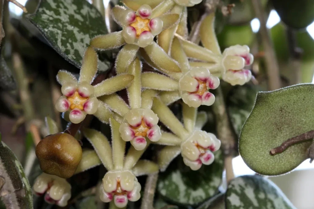 Real Pict Hoya Curtisii Red Rare Plant