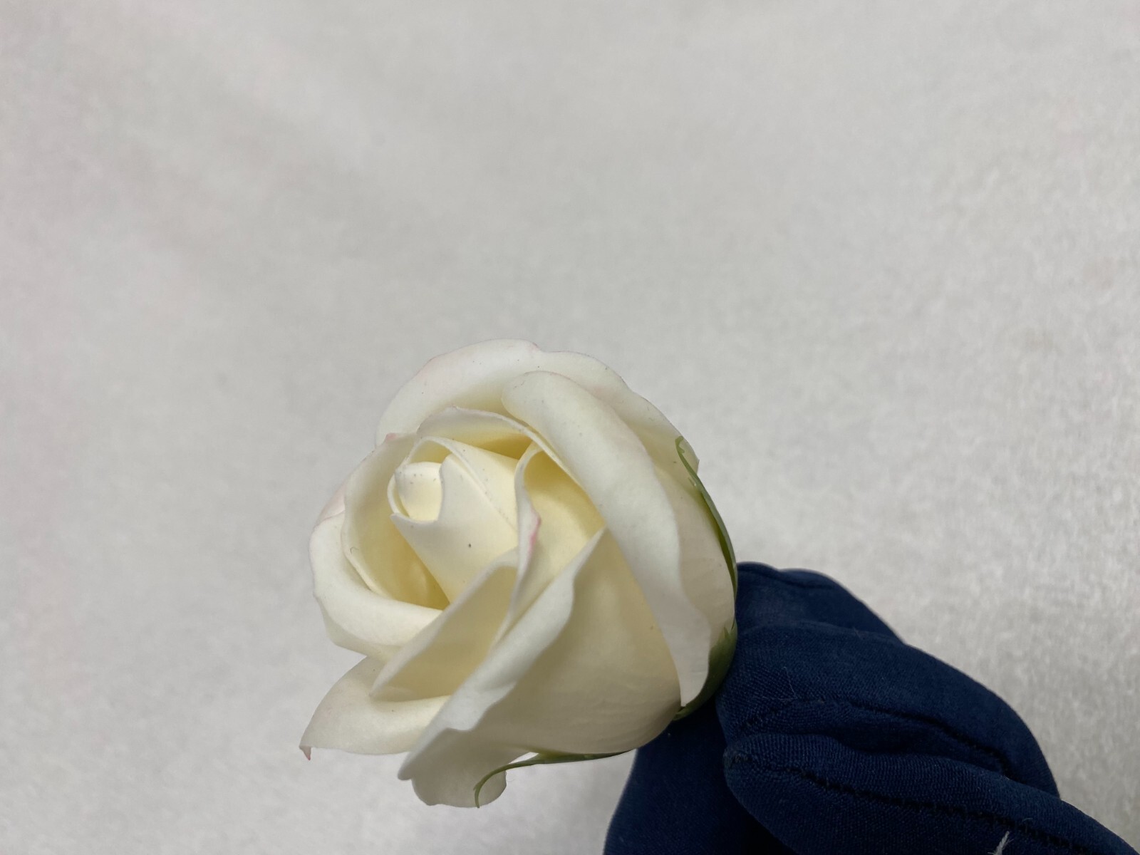 wax roses décor gifts pink baby-rose violet white yellow golden silver red