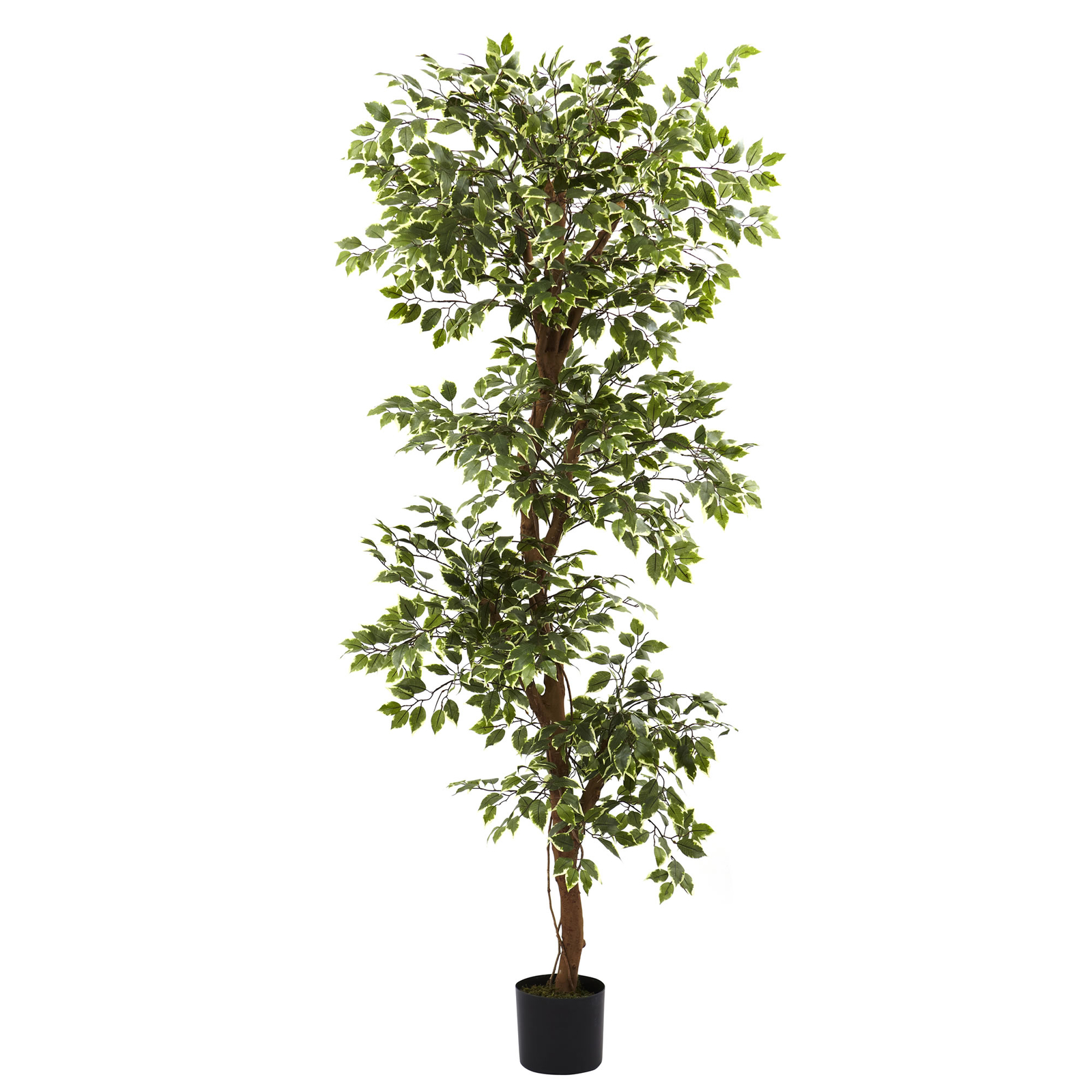 Variegated Ficus Tree faux Realistic Natural 6’ Decor