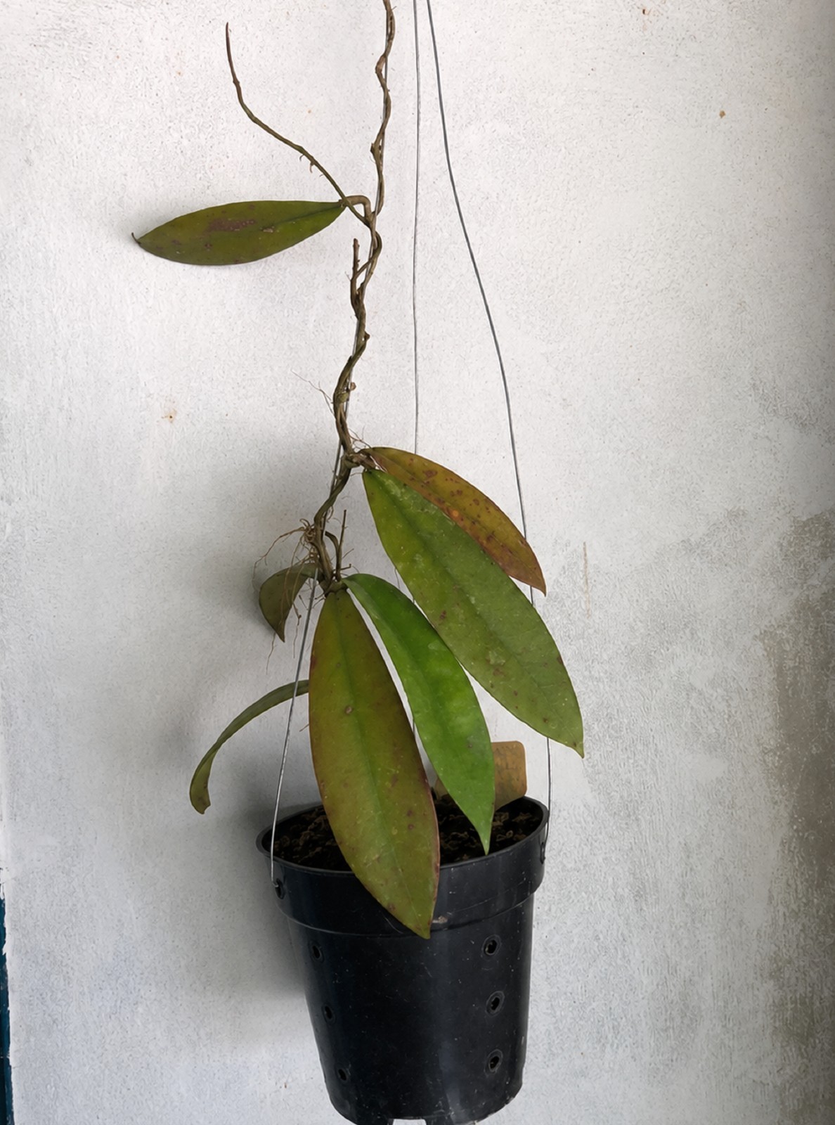 Hoya Fauziana ssp. Angulata Rare Tropical Houseplant Exotic Climbing Hoya
