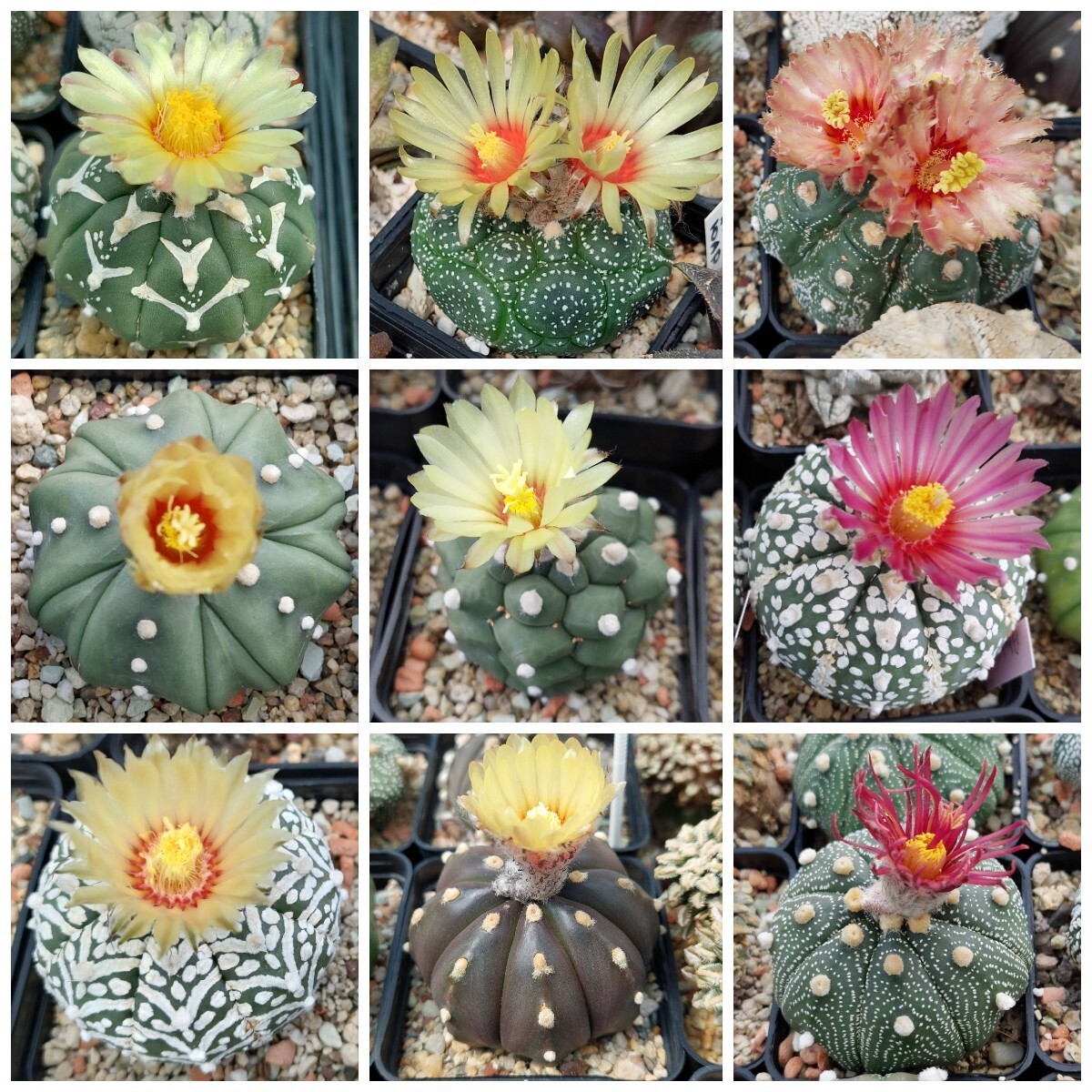 Astrophytum asterias mix 15seeds harvest 2024