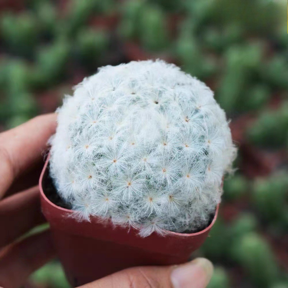 Succulent Plants Cactus Ball Live House Plants for Home Office Garden Decor