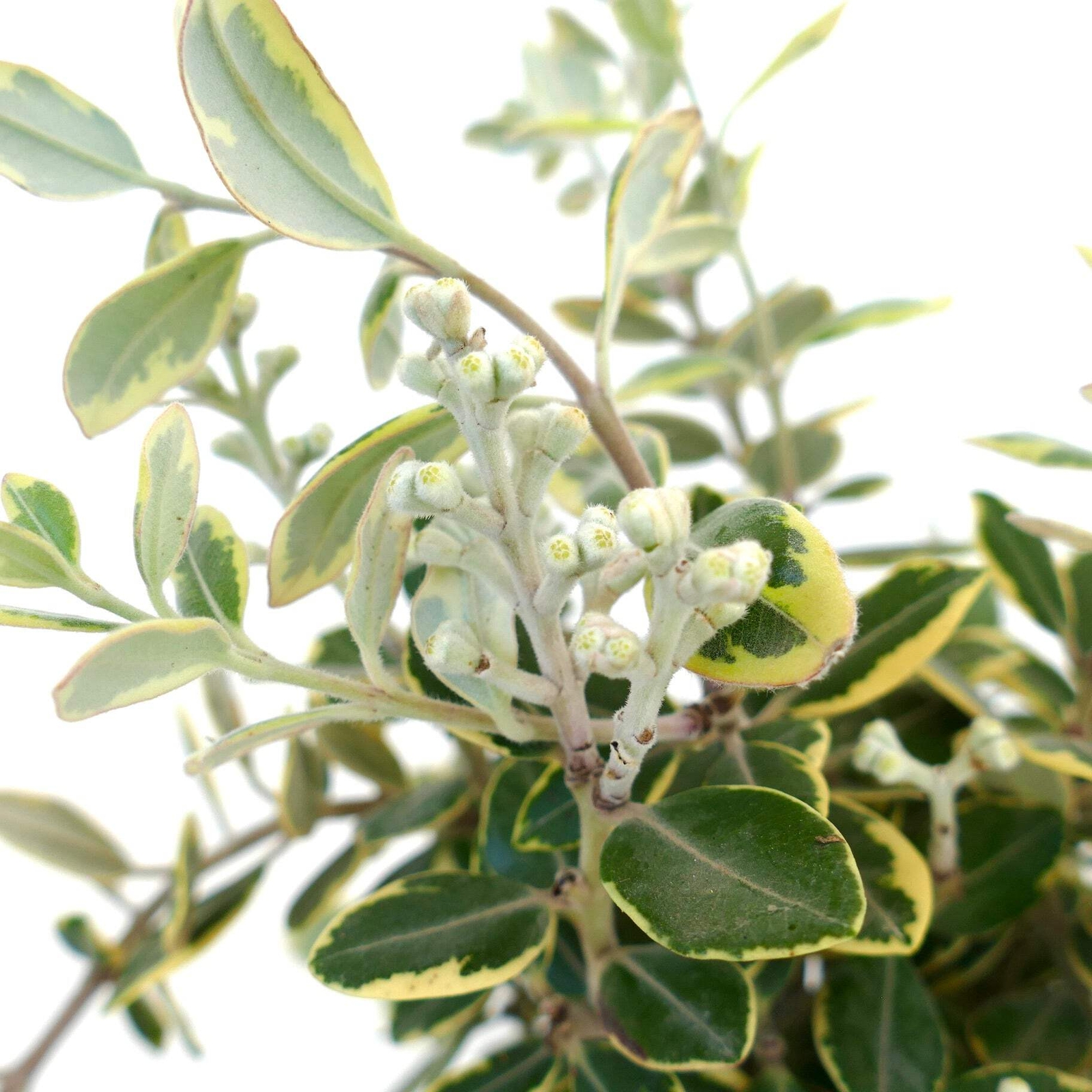 Metrosideros excelsa VARIEGATED – New Zealand Christmas tree | Pohutukawa
