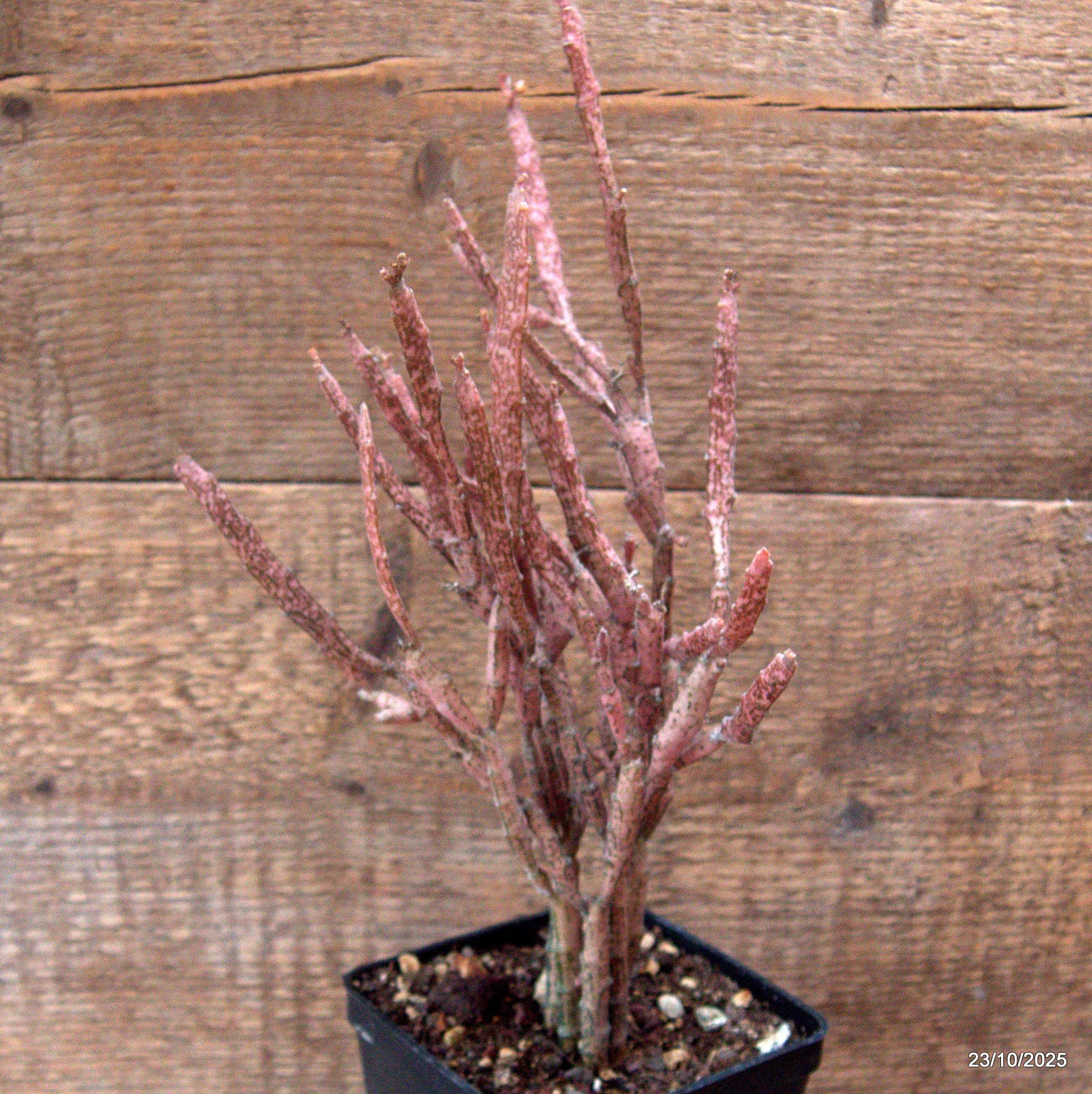 D7120 EUPHORBIA PLATYCLADA pot10-H30-W20 cm MaMa Cactus