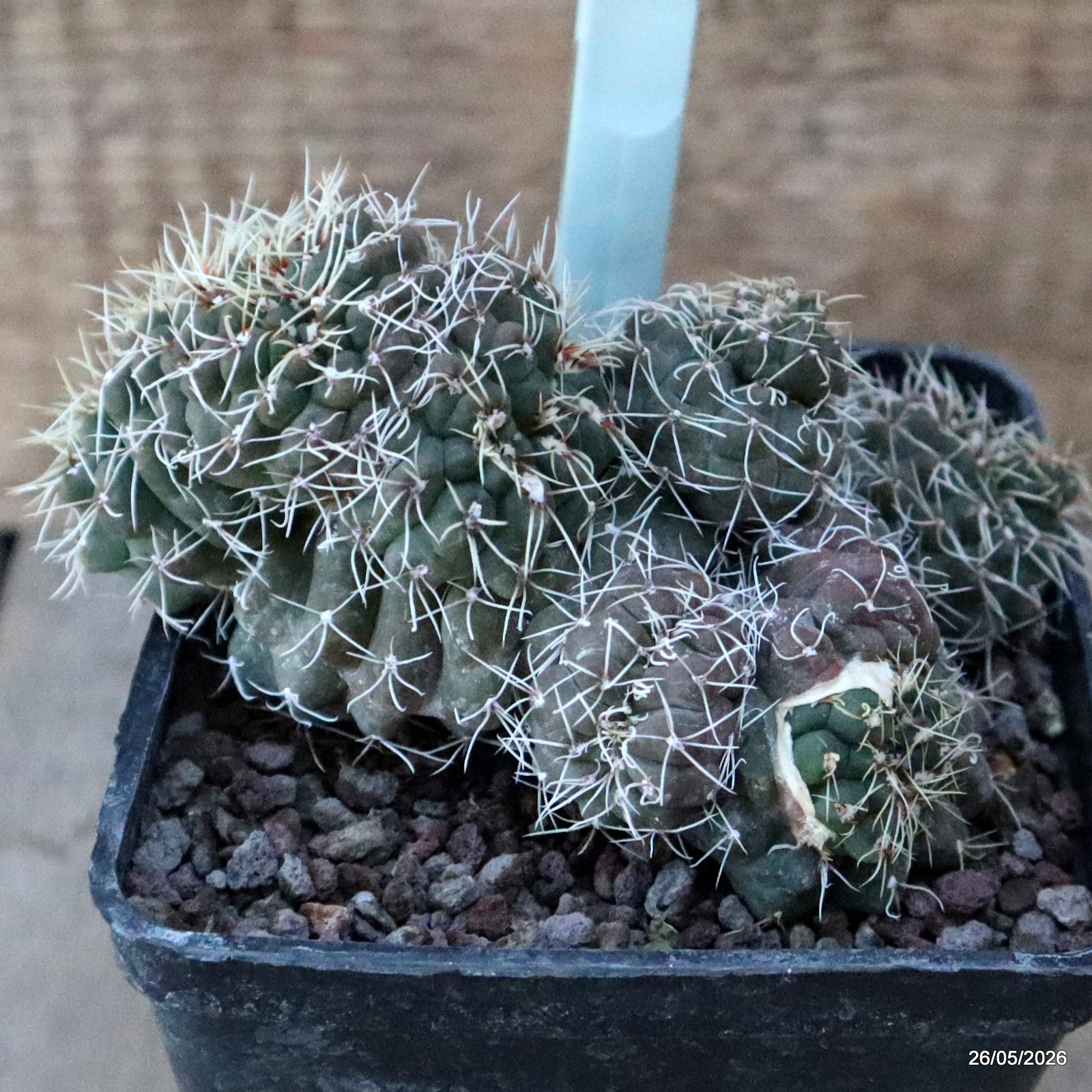 D5661 GYMNOCALYCIUM BALDIANUM CRESTED MONSTER pot10-H7,5-W12 cm MaMa Cactus