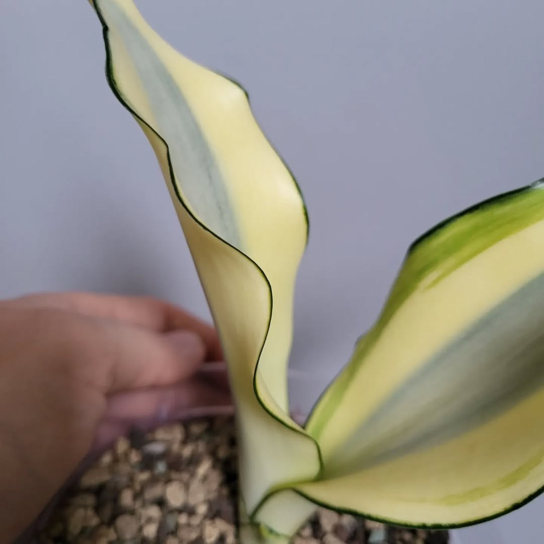 Sansevieria ‘Moonshine Splash’ – Rare Silvery Variegated Snake Plant