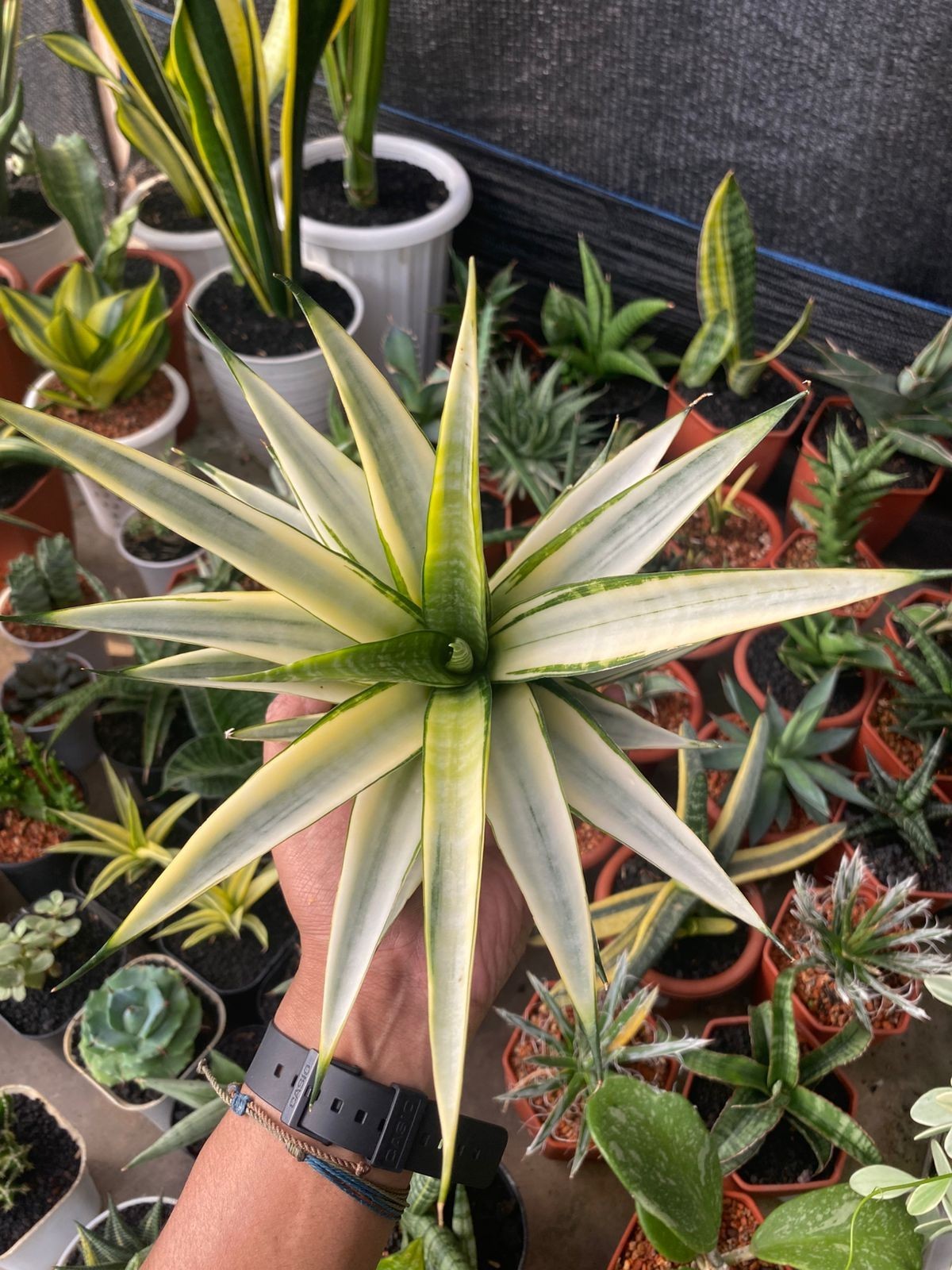 Sansevieria Cordova White Variegated – Large Mature Plant (Big Size) – Rare