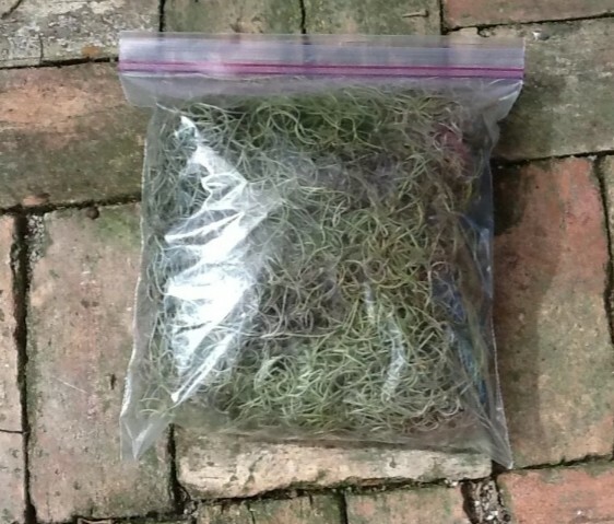 1 Gallon Bag Real Fresh Dried BLUE Spanish Moss for Craft Basket. Garden Craft