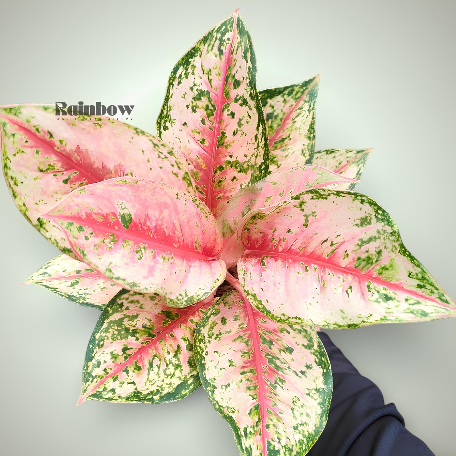 Aglaonema Sweet Dream Beatiful Ornamental Plant