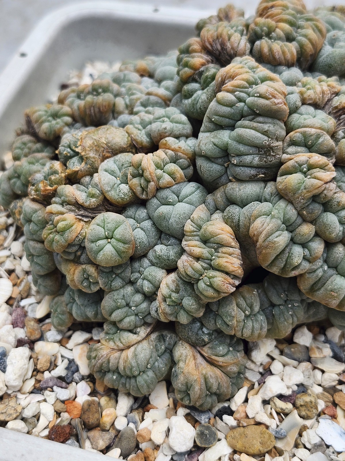 Large RARE crested cactus, self pollinating, shown in 6″ pot