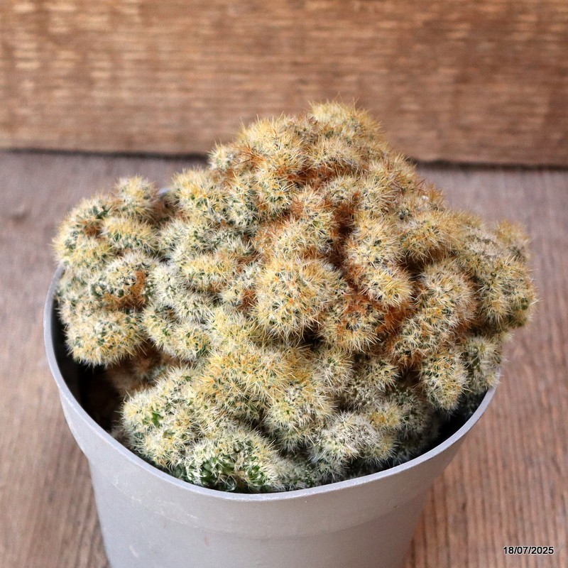 D5419 MAMMILLARIA PROLIFERA MONSTER pot10-H8-W12 cm MaMa Cactus