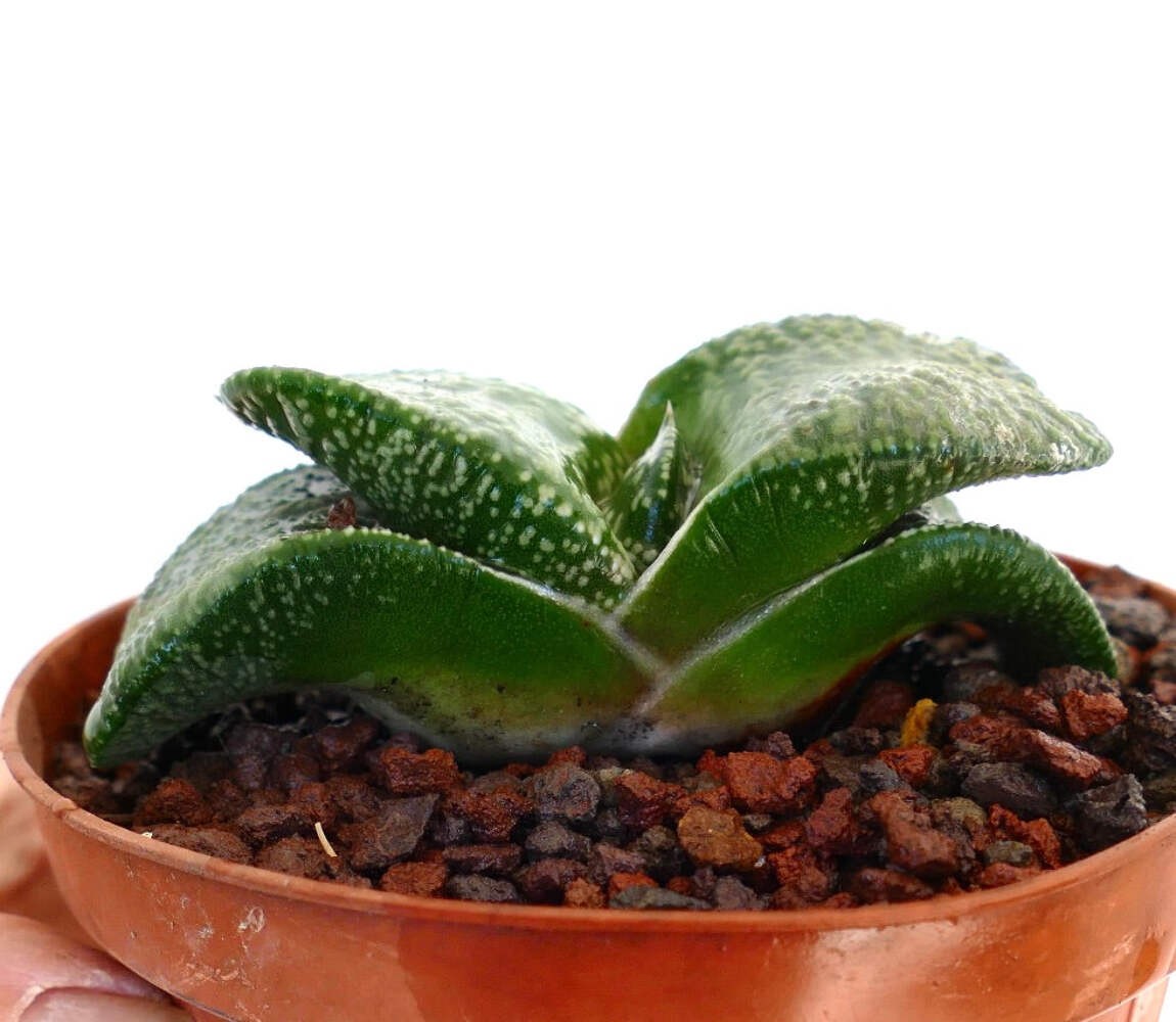 Gasteria armstrongii cv. ‘Pearl’ (EX. DE LONGHI CLONE) – Gasteria | Armstrong’s