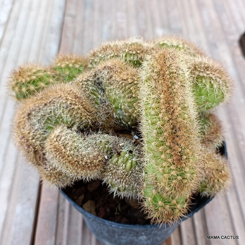 A8197 PACHYCEREUS PRINGLEI CRESTED pot 10 cm H 7 cm W 13 cm MaMa Cactus