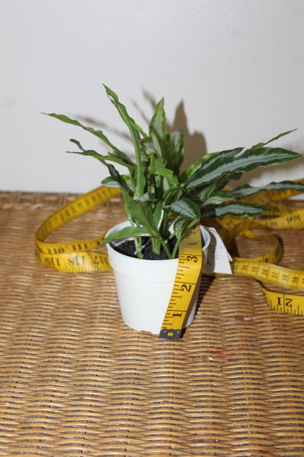Williams Sonoma Artificial Potted Foliage Plant
