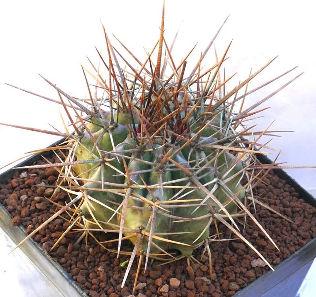 Echinocactus ingens SUPER STRONG SPINES – Giant barrel cactus | Giant hedgehog c