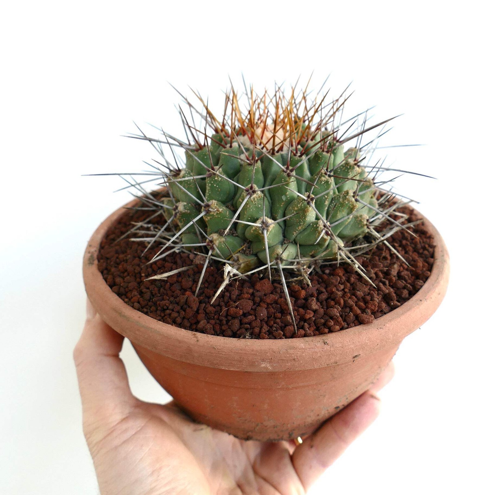 Thelocactus rinconensis SUPER LONG SPINES – Rincon cactus | Globe cactus