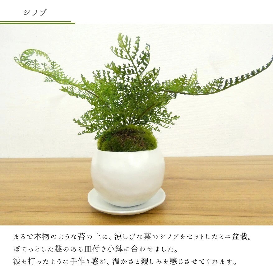 Cup Bonsai Set Momiji & Fern Faux Plant 2pcs Made in Japan Mini Zen Decor
