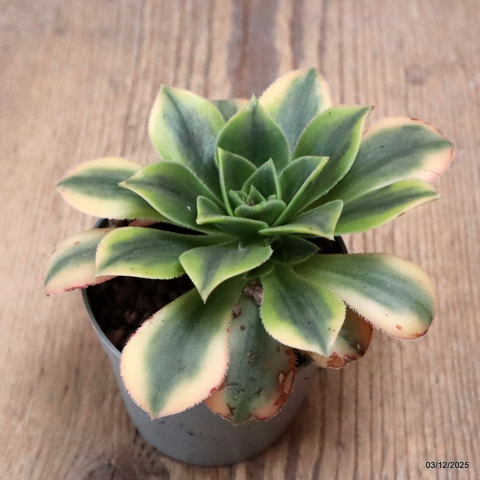D7652 AEONIUM FLORESENS VARIEGATED pot6,5-H6-W11 cm MaMa Cactus